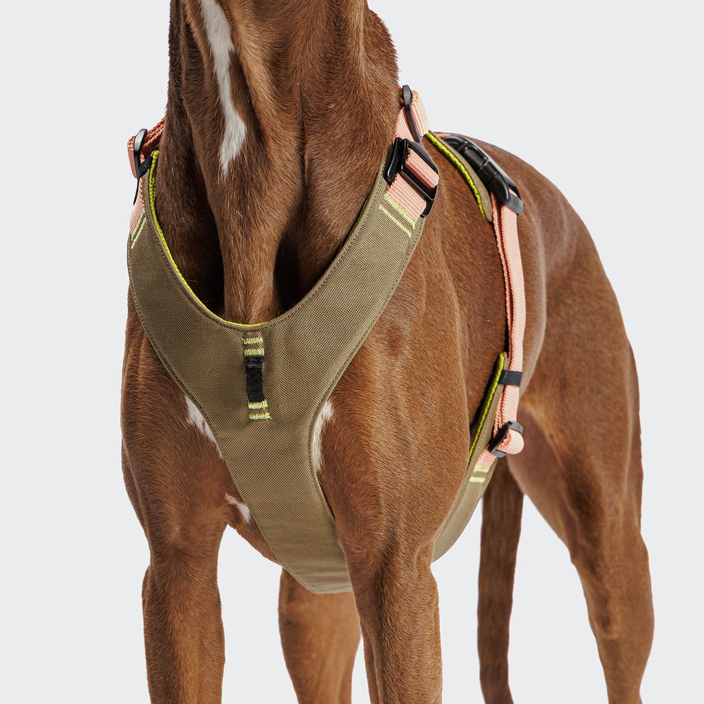 Y-2 Harness ACTIVE Cordura Peach - Premium, Durable Peach Cordura Harness