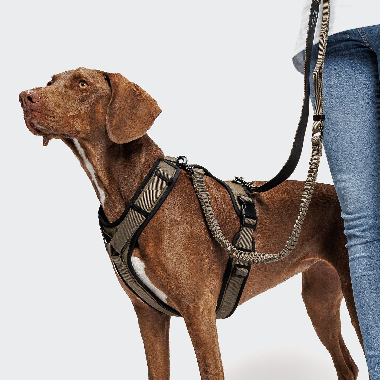 L-2 Jogging Leash AKTIV Olive – lighter, sturdier running companion