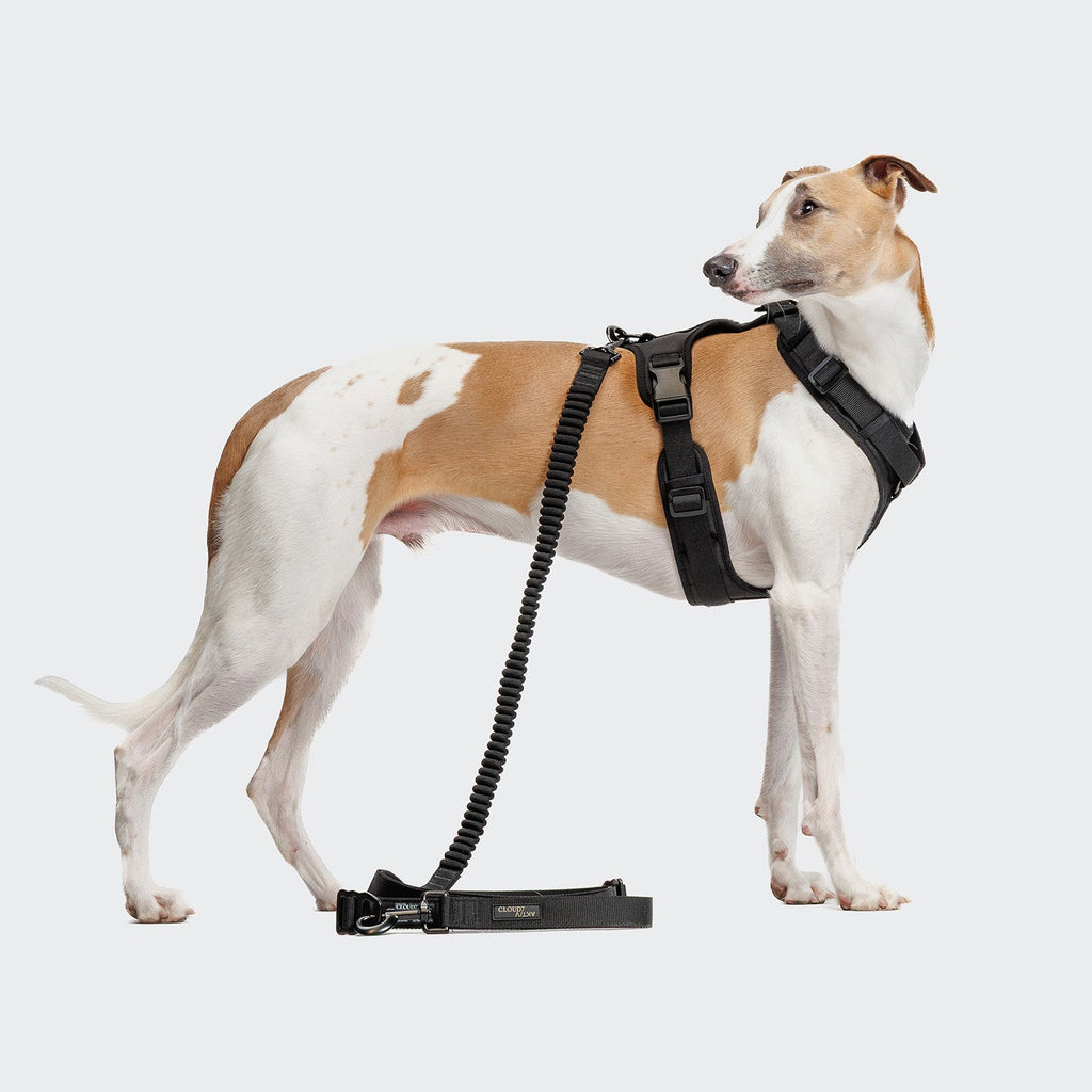 L-2 Jogging-Leash AKTIV Black – Lightweight, durable jogging leash for active dogs