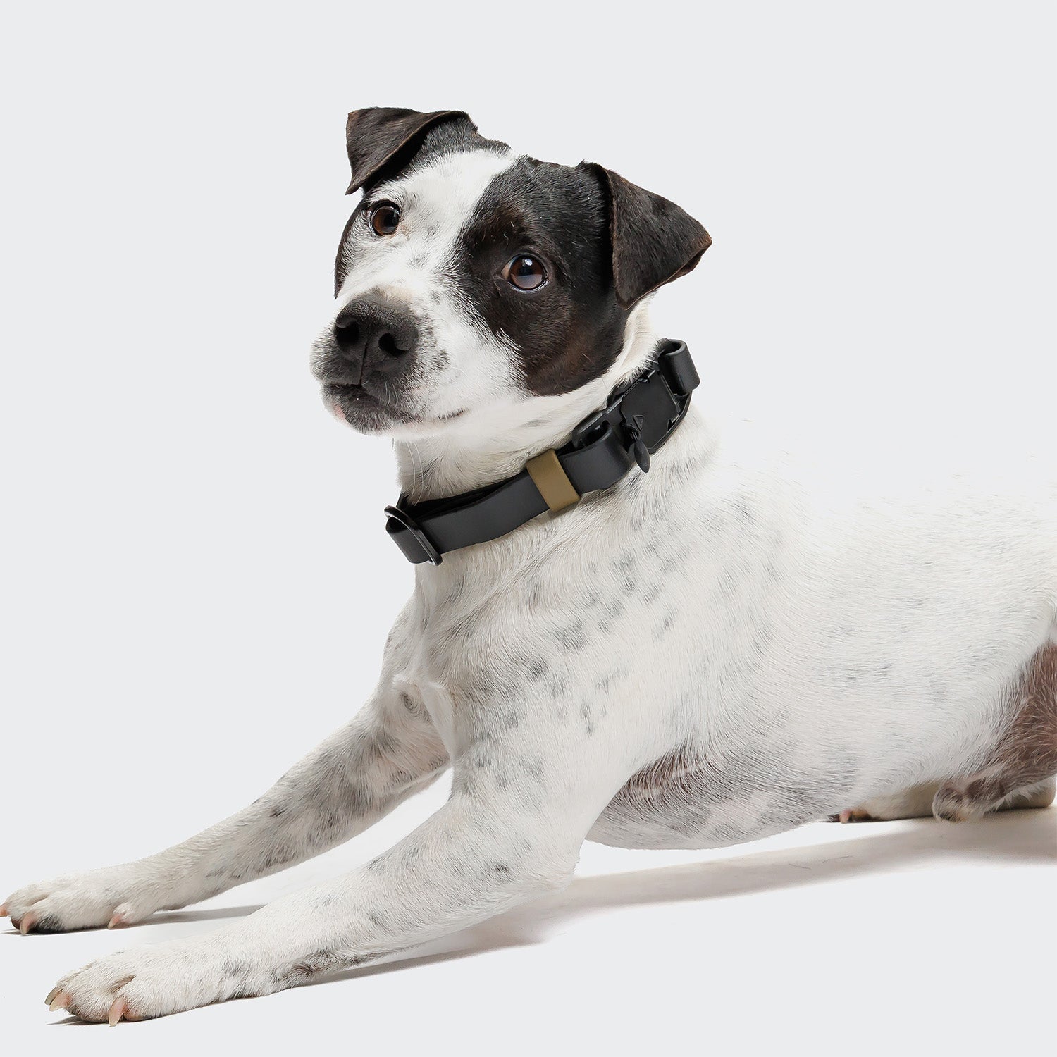 BioThane Ipanema Dog Collar - Black & Olive, Durable & Water-Resistant