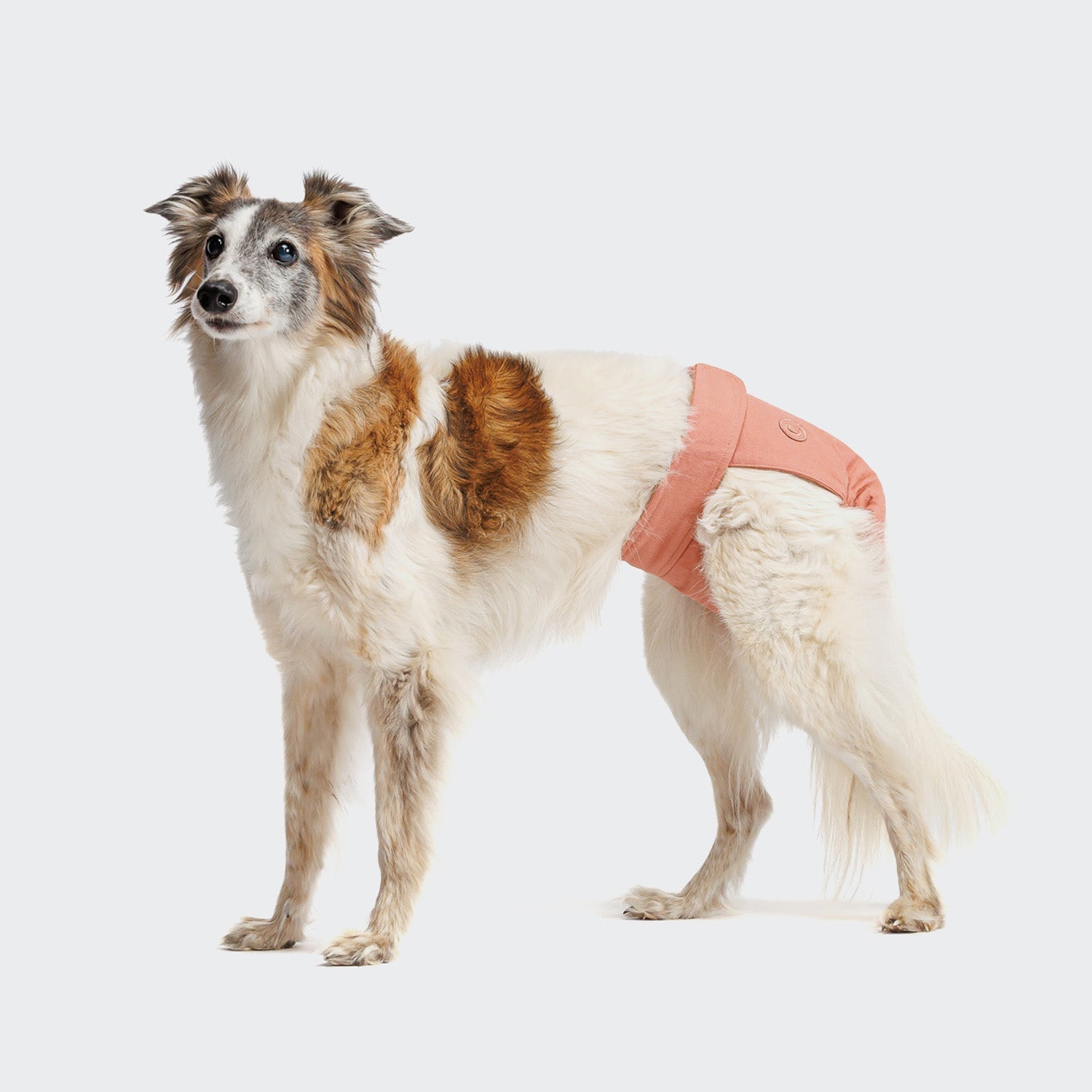 Rose Dog Panties - Comfortable, Cute Underwear for Dogs