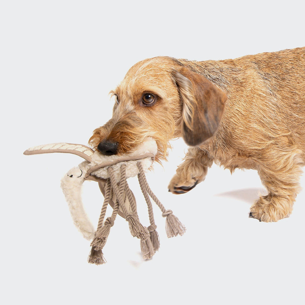 Momo the Mosquito Dog Toy