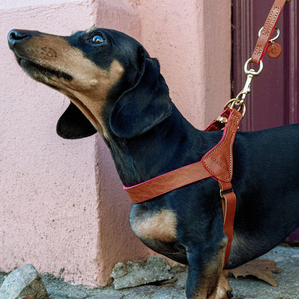 Prince Park Dog Leash – Cognac & Pink