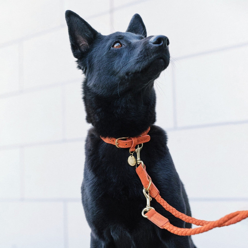 Ravello Rust Dog Collar - Durable, Stylish & Comfortable