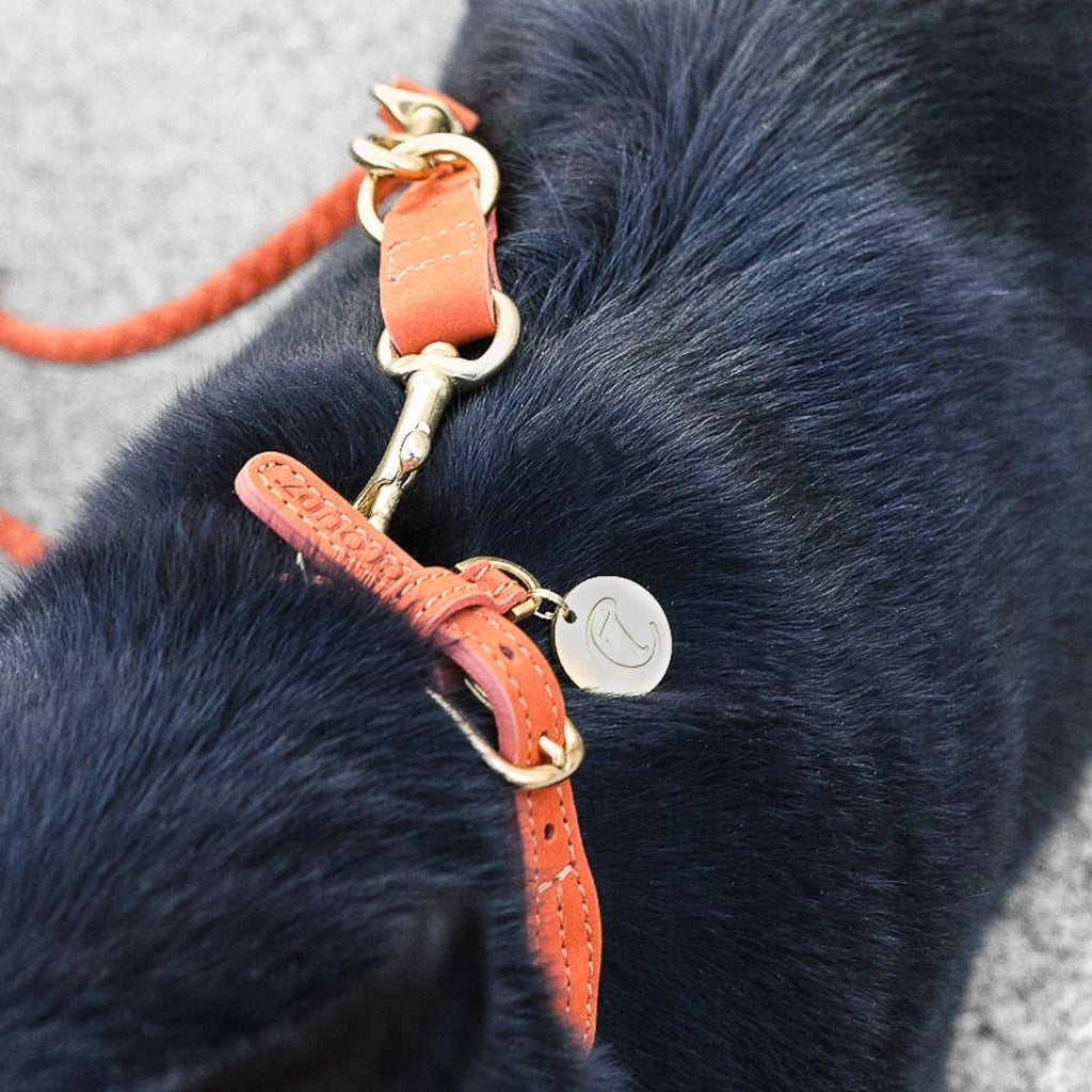 Ravello Rust Dog Collar - Durable, Stylish & Comfortable