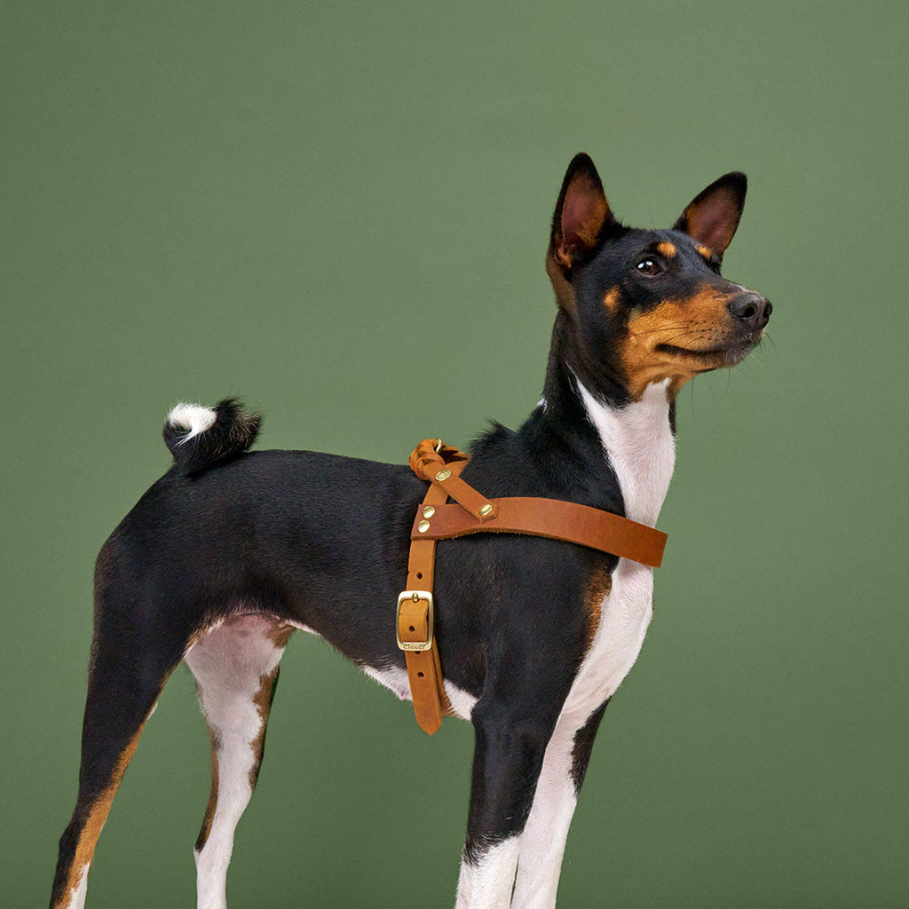 Central Park Camel Gold Dog Harness - Comfortable & Secure