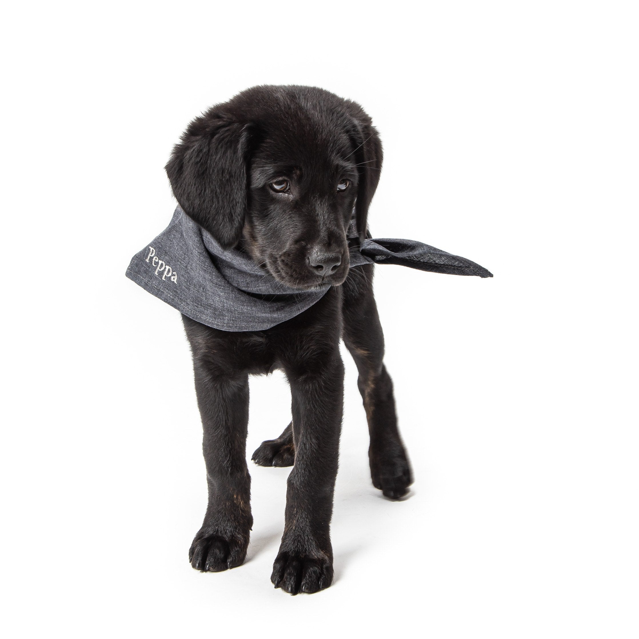 Indigo Personalized Dog Bandana — Customizable Accessory for Your Pup