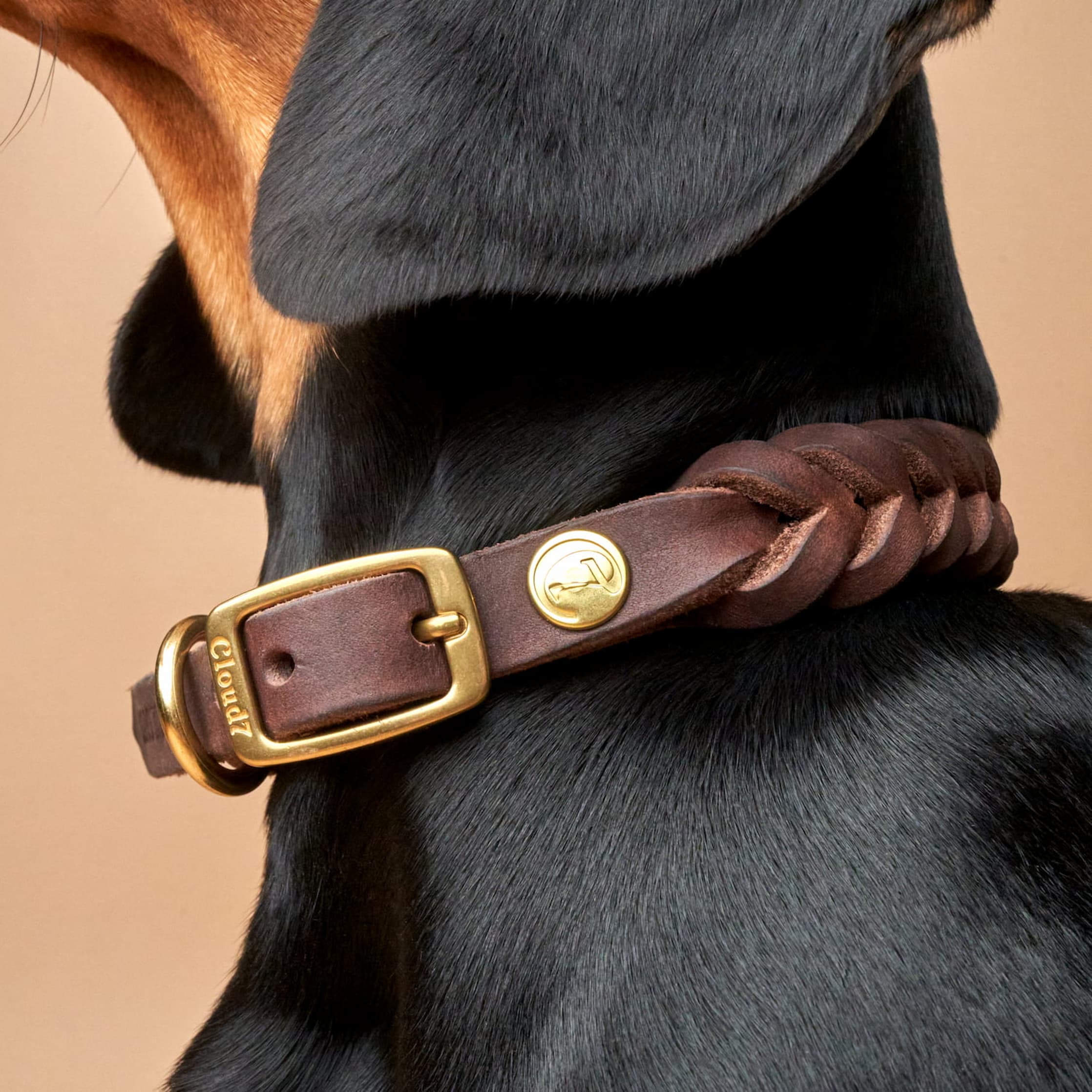 Central Park Dog Collar in Saddle Brown with Gold Accents